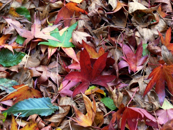 Bois des moutiers fall 2012 (5)